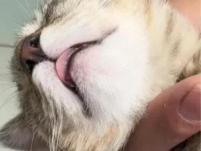 揭秘猫咪睡觉流口水的原因（为什么猫咪在睡觉时会流口水？解析猫咪流口水的原因及其影响）