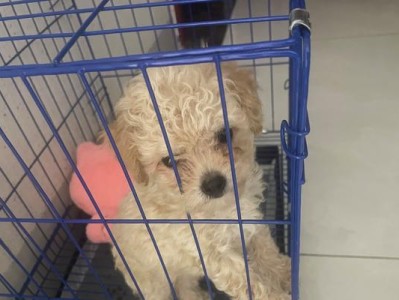 贵宾犬毛长得好的秘诀（以狗粮为基础，营养均衡才能让贵宾犬毛长得更好）