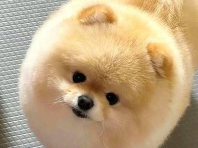 狗狗的磨牙需求与护理（了解狗狗磨牙周期，呵护牙齿健康）