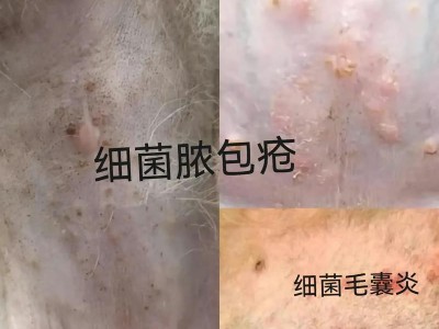 如何治疗狗狗皮肤病？（选择正确的药物是关键）