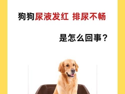 狗狗运动后多久喝水？（揭秘狗狗运动后的饮水时间）