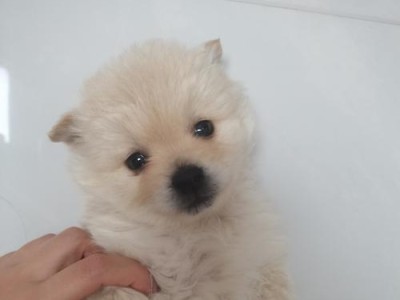 比熊与其他狗品种的搭配，萌翻全球！（探寻比熊与哪些狗最搭，让你爱不释手。）