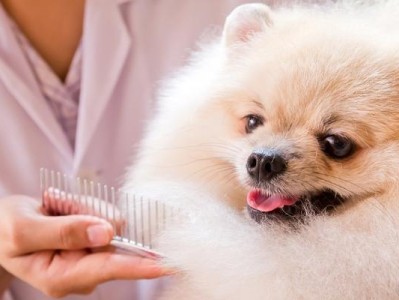 如何正确梳理你的博美犬毛发（宠物护理必备技巧，让你的博美犬更加健康美丽）