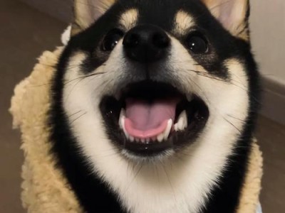 追寻花舌之谜——以巴拉迪犬为例（揭秘巴拉迪犬舌头的神秘花纹）