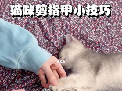 猫咪指甲修剪技巧大揭秘（第一次剪猫咪指甲？别担心，看这里！）