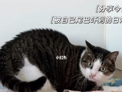 猫尾巴的作用与重要性（从宠物角度探究猫尾巴的奥秘）