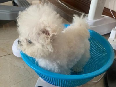 四个月比熊需要补充的症状及方法解析（宠物狗狗生长发育过程中的关键症状及对策）