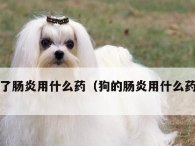 狗狗肠子破了需要注意的症状及处理方法（了解狗狗肠子破了的常见症状，及时采取措施避免恶化）