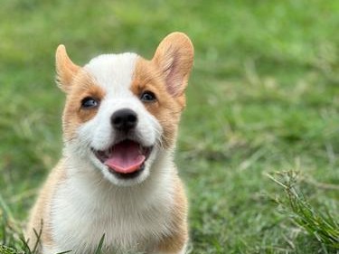 狗狗打犬瘟育苗的危险与注意事项（保护宠物，避免疾病传播的必要措施）