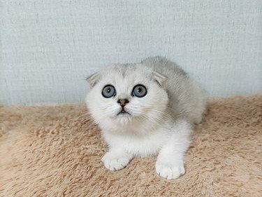 折耳猫（了解折耳猫的特点、起源和养育需求）