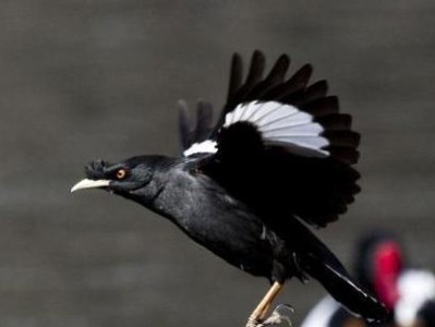 八哥养护指南——饮食与训练技巧（宠物养护的重要性与方法、科学饮食配方、训练技巧及注意事项）