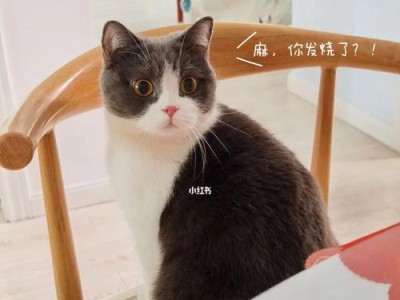 宠物小猫低烧的症状、治疗和预防方法（小猫低烧怎么办？你需要了解的一切）