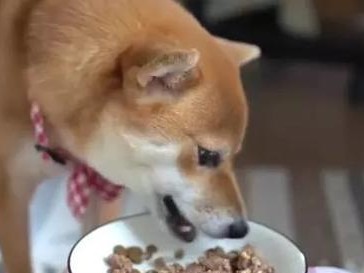 人狗共食，畅享美味（以我吃什么，狗吃什么为主题探讨健康饮食）