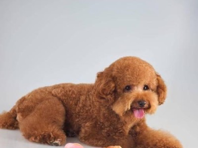 狗狗急需补钙？这些食物可帮你！
