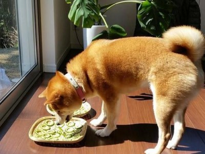 以宠物柴犬喂养八分饱（掌握柴犬饮食技巧，让宠物健康又快乐）