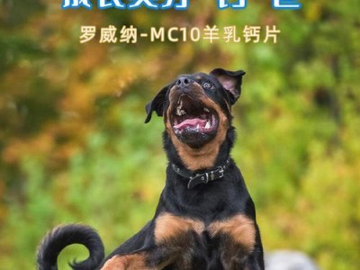 狗狗产后缺钙怎么办？（探讨缺钙对狗狗产后健康的影响以及补钙方法）