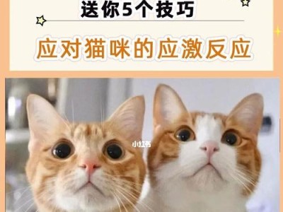 帮助宠物缓解压力，探秘猫咪应激药（猫咪应激药多少钱？以宠物为主，科学管理宠物健康）