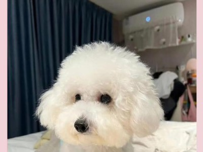 探究比熊犬的寿命之谜（揭开比熊犬寿命的秘密）