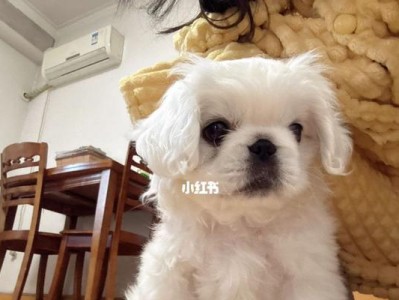 京巴两个多月该吃什么狗粮？（科学饲养保健，给你的京巴宝宝最好的选择！）