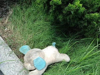 探究玩具犬品种的特点与寿命（玩具犬品种的种类、寿命与养护）