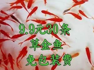 双色草莓鱼的饲养指南（让你的宠物双色草莓鱼健康成长）