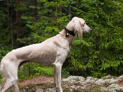 以萨路基犬的饲养指南（打造健康、快乐的宠物生活）