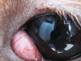 狗狗眼部常见疾病详解（了解常见疾病，保护狗狗眼睛健康）