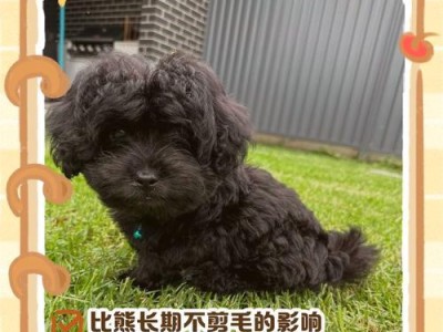比熊剪毛后需要多久才能长出新毛？（了解比熊剪毛后的新毛生长周期及护理）