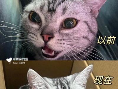 如何处理猫咪眼泪痕？（减轻猫咪流红褐色眼泪的方法）