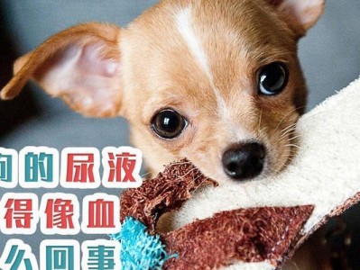 揭秘狗尿的颜色之谜（狗尿颜色的原因、健康指标及处理方法）