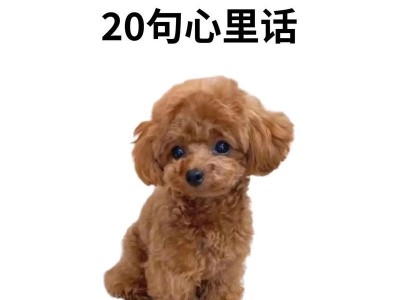 泰迪长大成狗的5个标志（揭秘泰迪狗狗成长的重要里程碑，你家的有吗？）