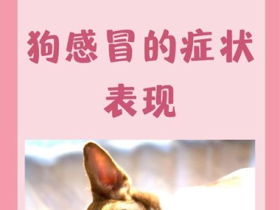 犬感冒（了解犬感冒的症状和治疗方法，有效采取护理措施保障犬只健康）
