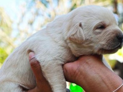 如何照顾幼犬——宠物家庭必备指南（让幼犬健康快乐成长，从这些方面入手）