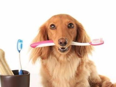 老年狗狗常见的牙科疾病（预防和治疗老年狗狗口腔疾病的方法）