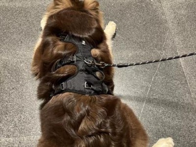 阿拉斯加幼犬先训——培养良好行为习惯的关键（从小开始，让你的阿拉斯加幼犬成为可爱懂事的伙伴）