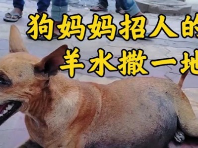 探秘狗狗羊水（狗狗羊水的特征及其对幼犬发育的影响）