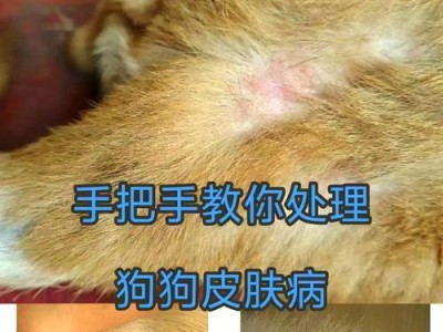 教你如何治好狗狗皮肤病（狗狗皮肤病该怎么办？）