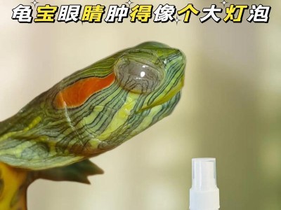 揭秘乌龟眼睛睁不开的原因（探究乌龟白眼病的成因与治疗方法）