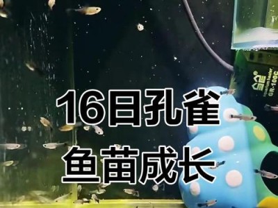 孔雀鱼苗养殖中换水的时间及注意事项（探究孔雀鱼苗合适的换水频率和方法）