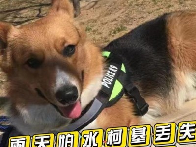 柯基犬价格行情调查（了解柯基犬市场价格趋势，为您选择合适的宠物伙伴）