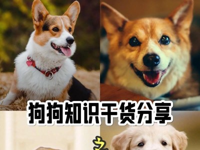 小狗的洗澡频率及注意事项（小狗洗澡频率的最佳时间表和洗澡的正确方法）
