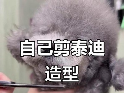 泰迪造型照顾须知（以泰迪造型后的宠物狗需要持续的护理和关注，以下是关键的须知。）