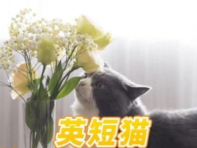 探究英短猫呕吐的原因及解决方法（英短猫呕吐的常见原因及如何预防）