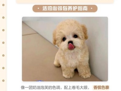 泰迪犬饲养全攻略（从幼崽到老年，你需要知道的泰迪犬照顾要点）