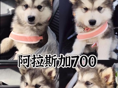 成年阿拉斯加犬驱虫频率探析（探讨成年阿拉斯加犬驱虫的最佳时间和方法）