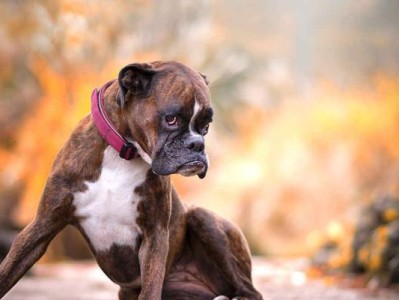 探究拳师犬幼犬性格的六项行为测试（如何通过行为测试了解拳师犬幼犬的性格特点）