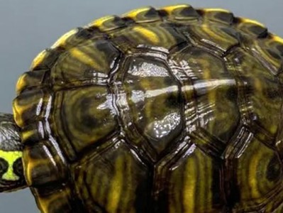 黄腹滑龟的饲养方法（打造健康、快乐的宠物生活）