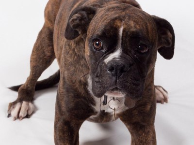 哪种犬能够战胜比特？（挑战比特的犬类勇士）