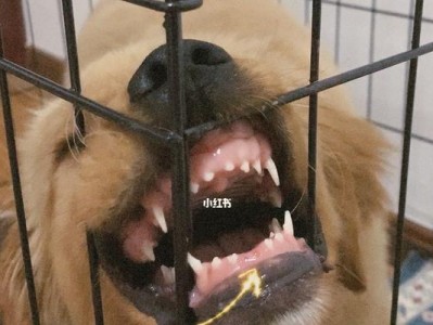 狗狗换牙，注意这些问题！（宠物主人必读，为宝贝换牙保驾护航！）