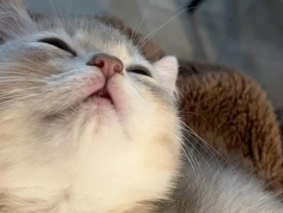 猫咪下奶必须吃什么？（详解猫咪下奶所需的营养与食物。）